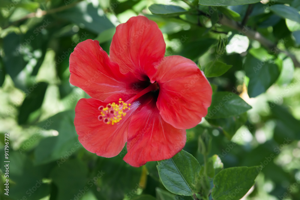 Red hibiscus. Red hibiscus.