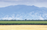 Crops, farmland, and the Tehachapi Mountains California, summer,