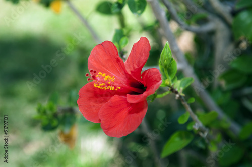 Single hibiscus flower.