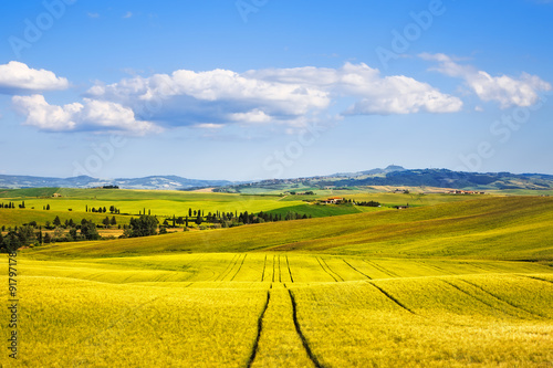 Wheat Field and tracks in summer. Tuscany, Italy