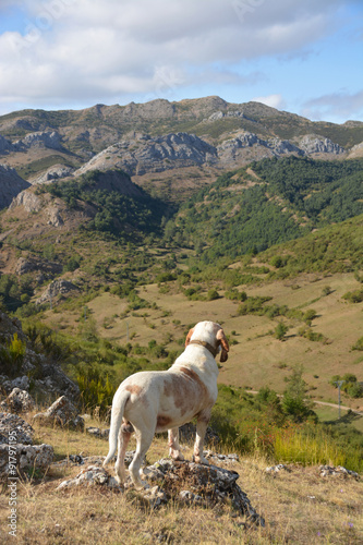 perro de caza en las cumbres de los Picos de Europa