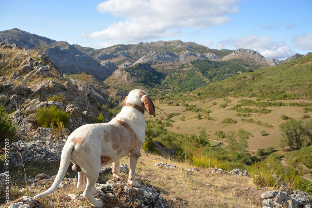 perro de caza en las montañas de los Picos de Europa