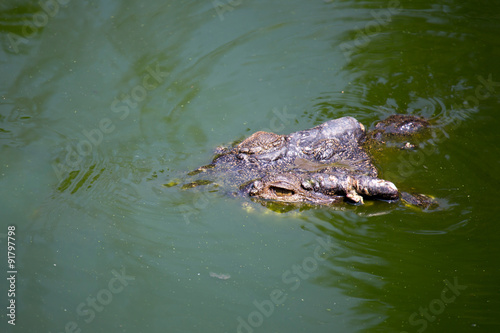 Krokodil auf Tauchstation