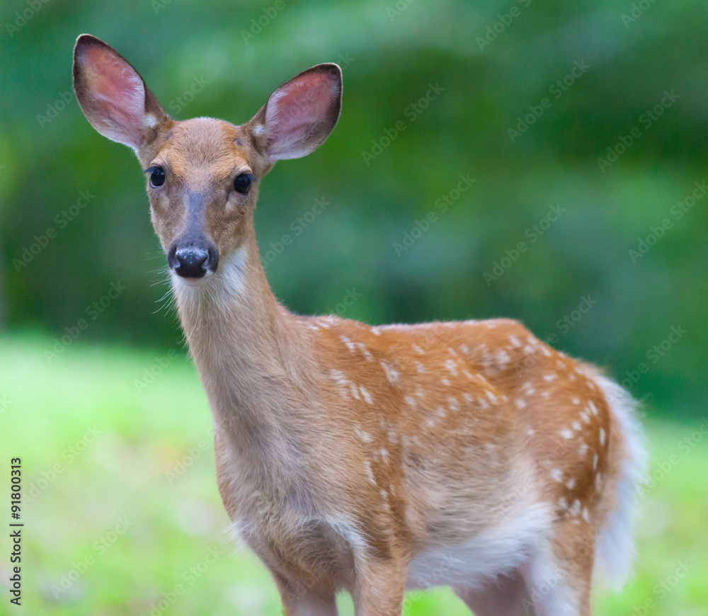 Fototapeta premium Young White Tailed Deer