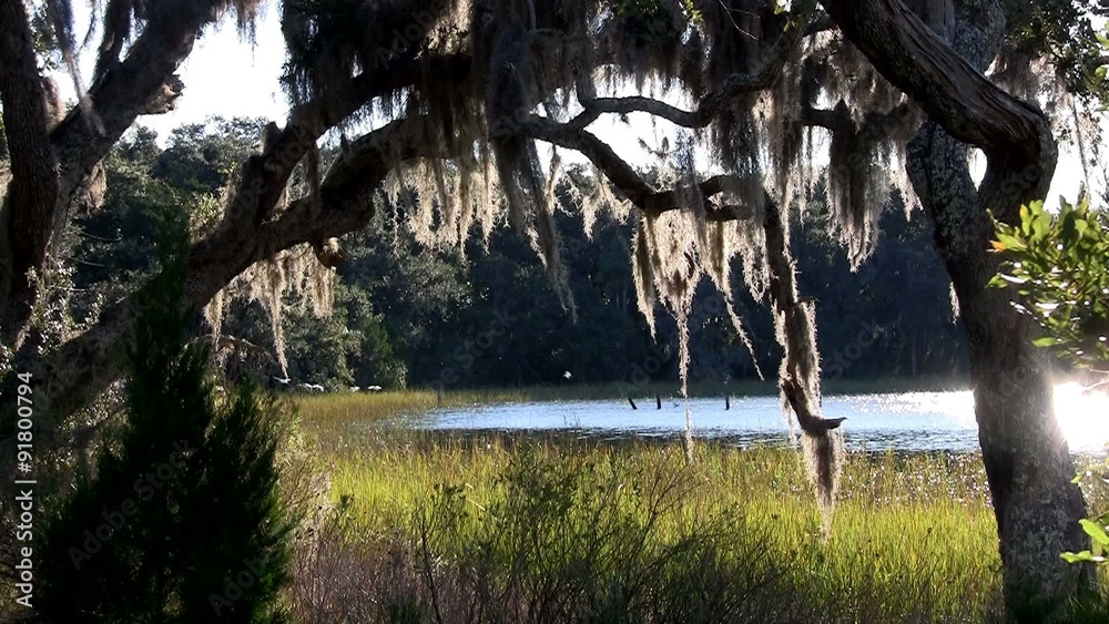 Sunlight shines through Spanish moss hanging from trees in the Southern USA.