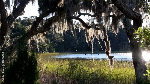 Sunlight shines through Spanish moss hanging from trees in the Southern USA.