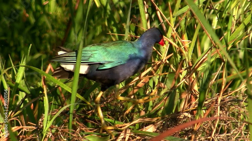 A gallinule in a swamp. photo