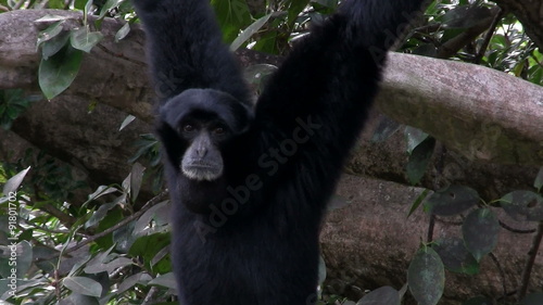 A siamang gibbon from Indonesia hangs in a tree and inflates his chin. photo