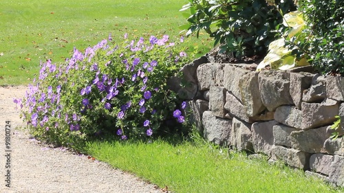 garden design, purple flower Geranium Hybride (Rozanne), stones 
 photo