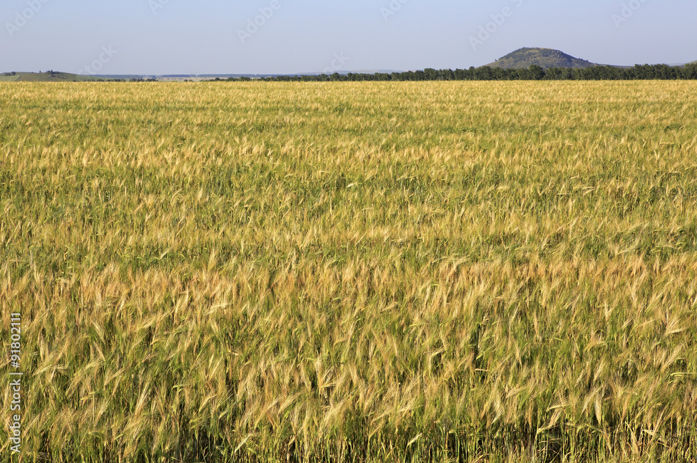 Beautiful summer wheat field.