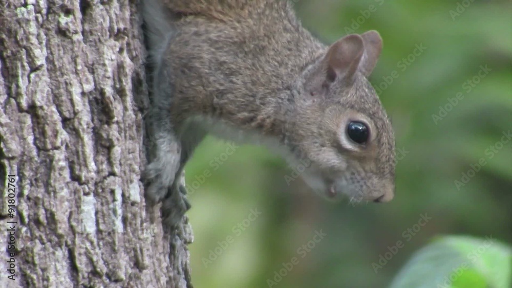 A squirrel in a tree. A squirrel in a tree.