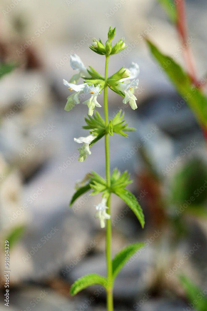 Stachys pubescens Stachys pubescens