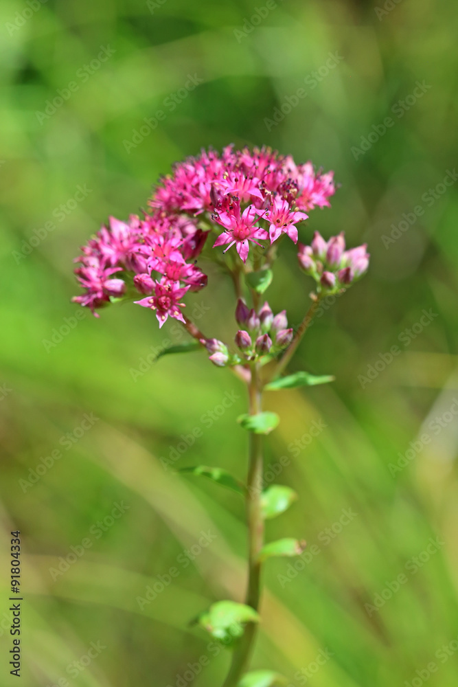 Hylotelephium triphyllum. A plant in Siberia