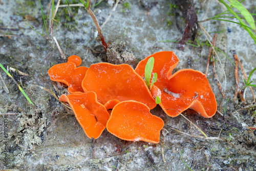 Aleuria aurantia close up photo