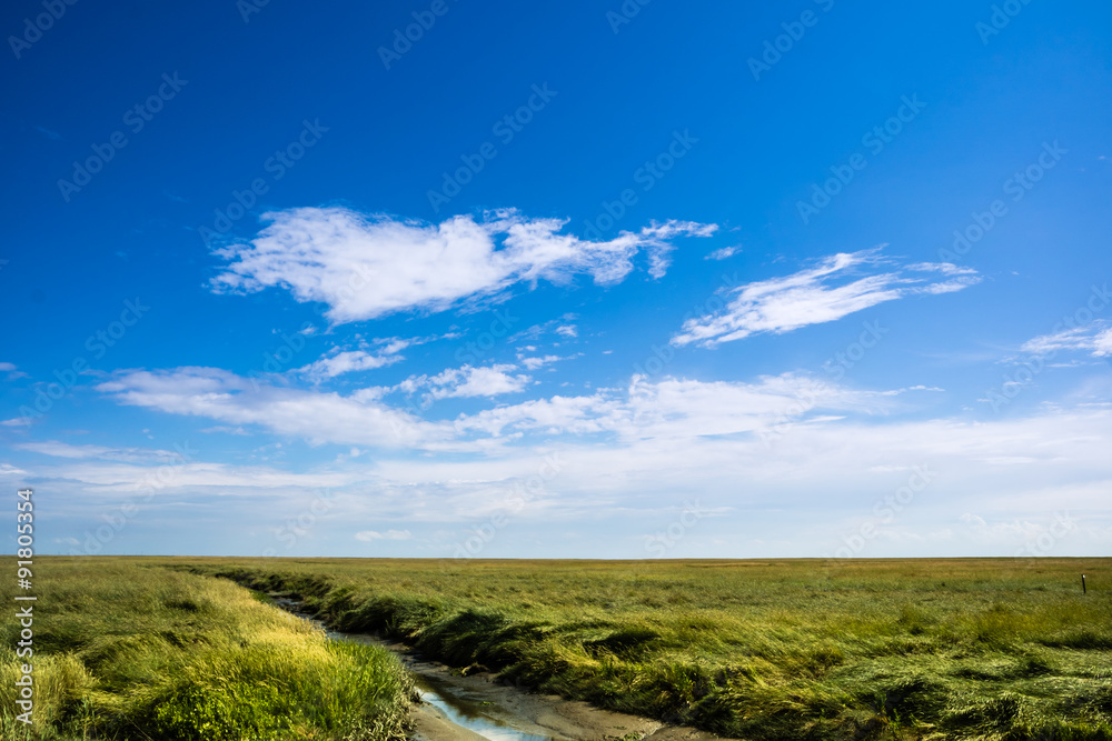 Fototapeta premium Salzwiesen an der Nordsee