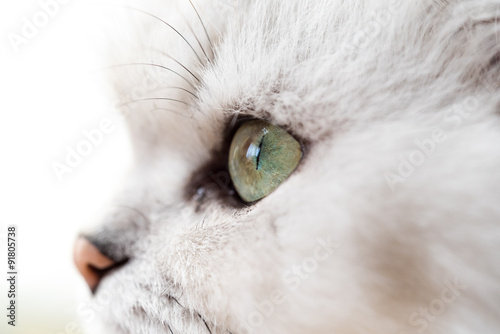 猫の目のマクロ撮影