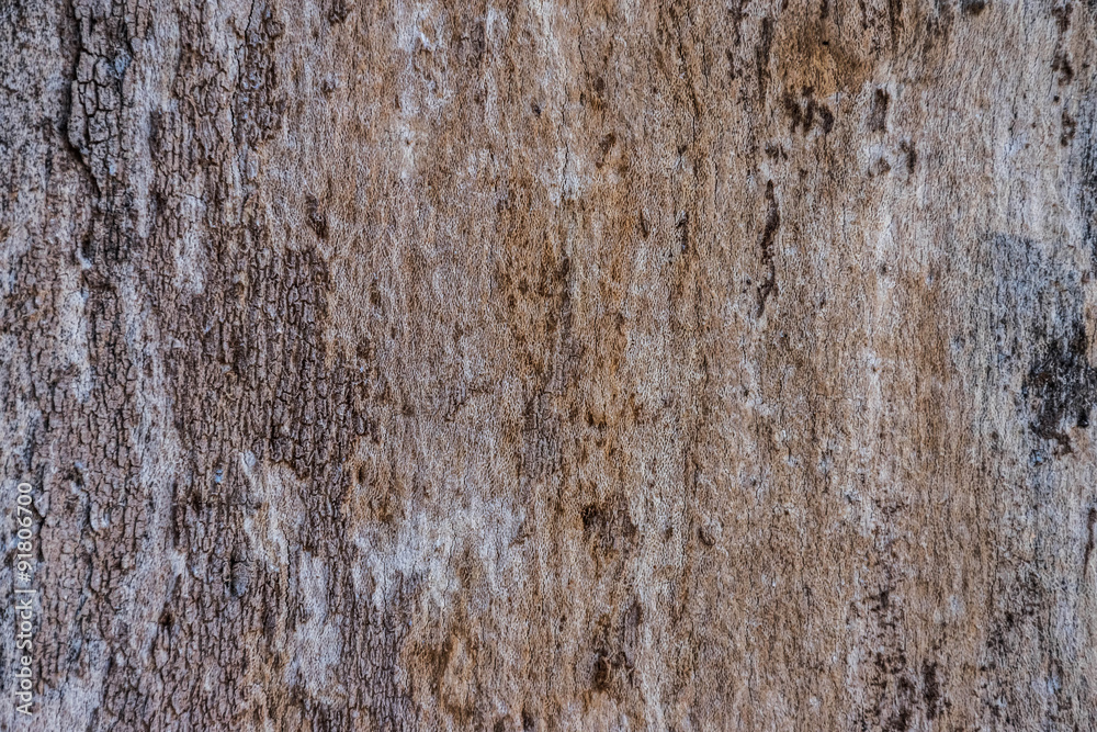 wood texture wood texture