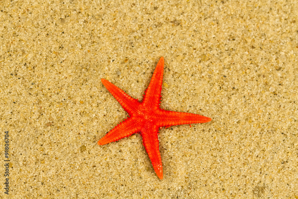 Starfish in the sand. Macro