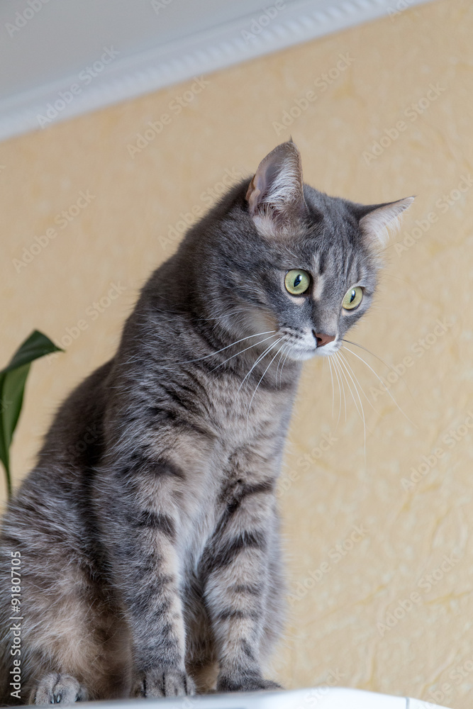 portrait of gray domestic cat