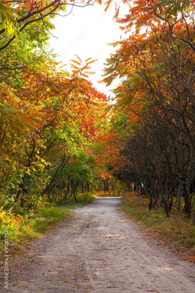 Obraz premium Autumn landscape