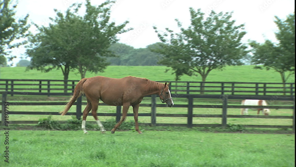 follow thoroughbred through paddock follow thoroughbred through paddock