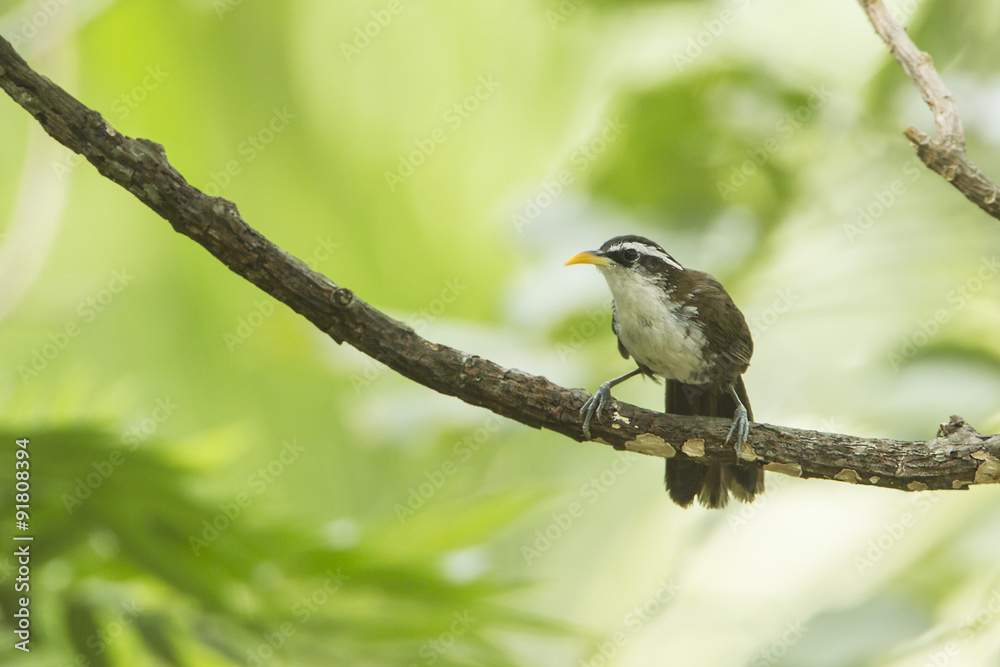 Indian Scimitar-Babbler in Ella, Sri Lanka Indian Scimitar-Babbler in Ella, Sri Lanka
