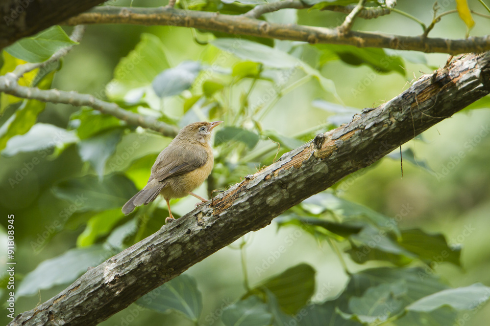 Tawny-bellied Babbler in Ella, Sri Lanka Tawny-bellied Babbler in Ella, Sri Lanka