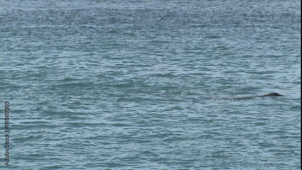 Orca & Seals-73 Orca & Seals-73