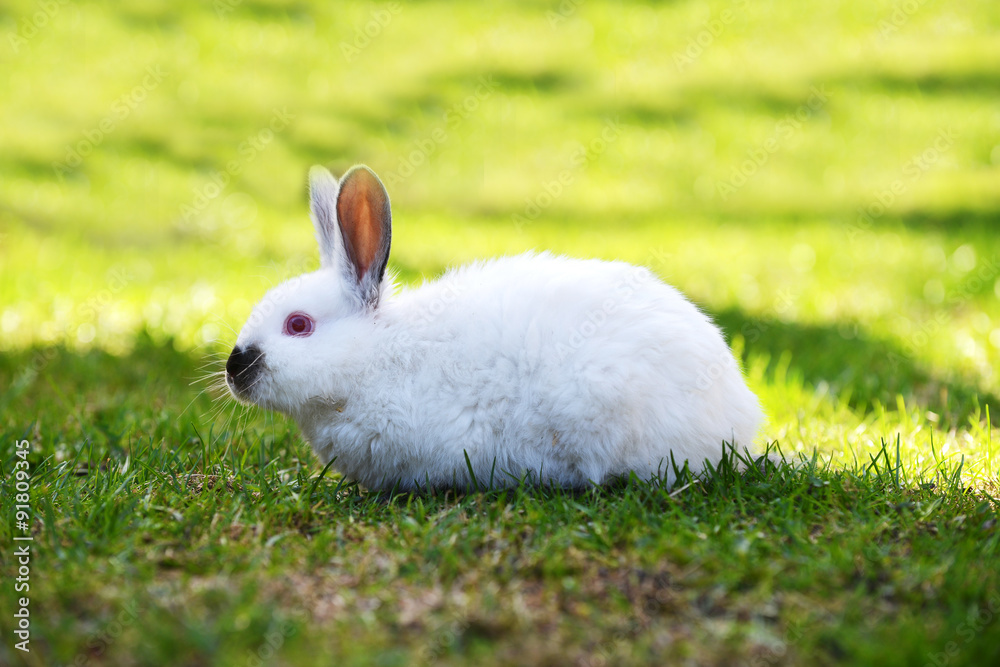 white rabbit white rabbit