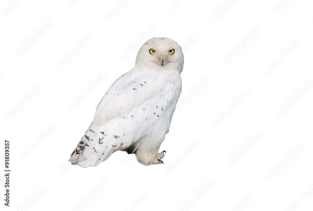 white owl