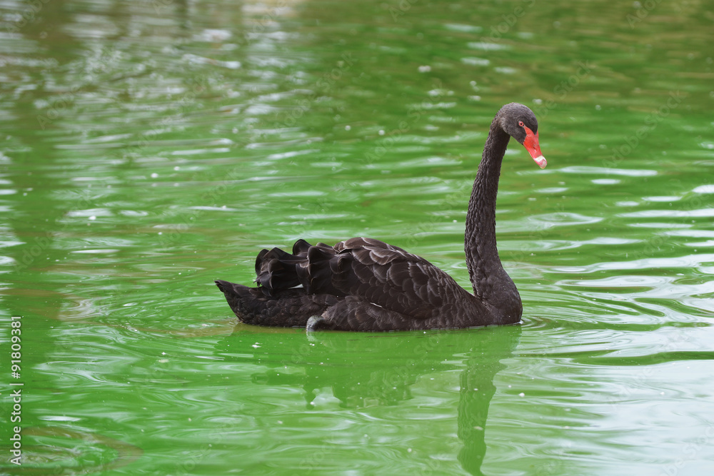 Fototapeta premium black swan