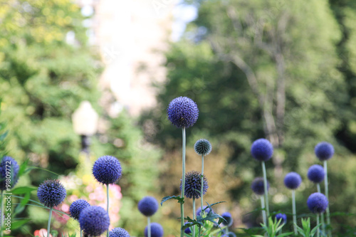 Blue Globe Flower photo