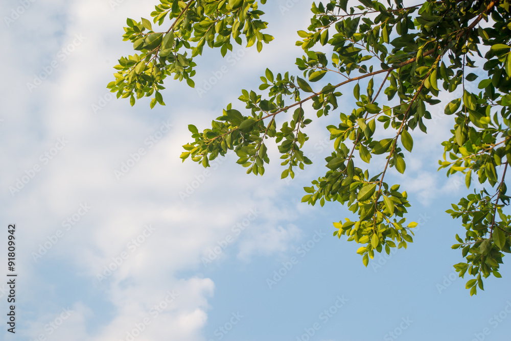 Fototapeta premium leaves and sky background