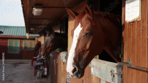 Caballos asomando la cabeza por el establo