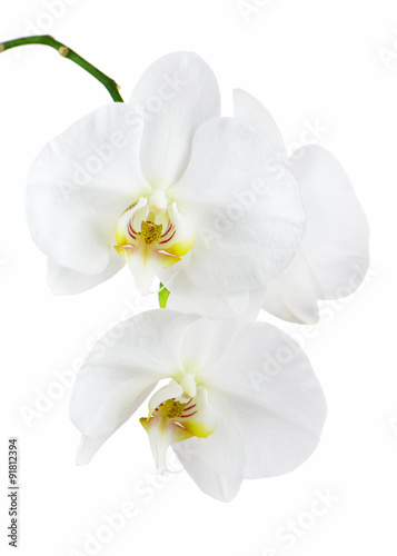 Fototapeta Naklejka Na Ścianę i Meble -  Orchid isolated on white background.