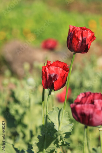 opium poppy flowers 