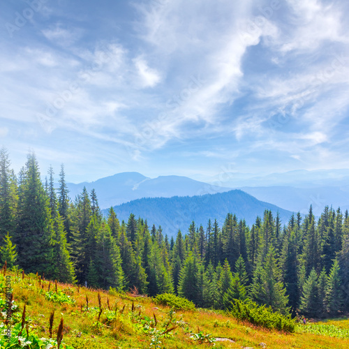 mountain forest scene