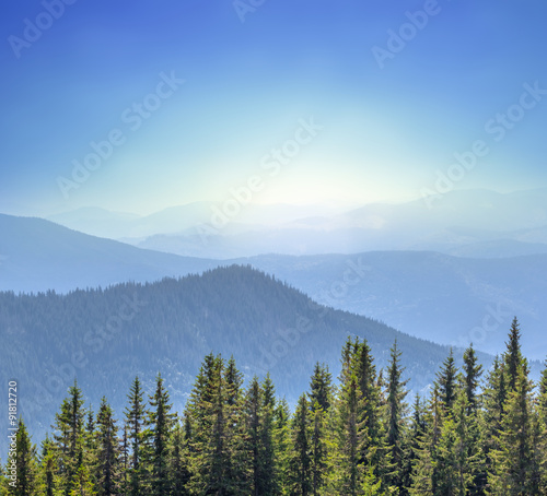 beautiful mountain forest early morning scene