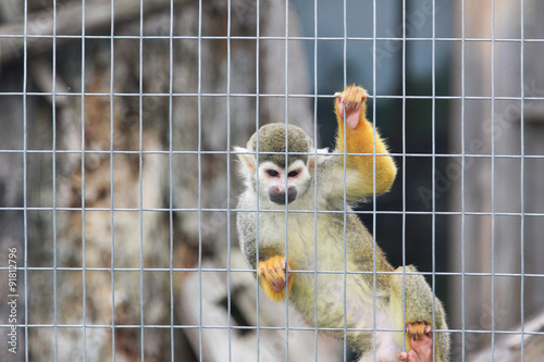 monkey in zoo