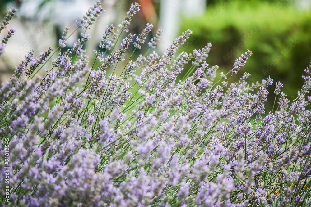 Obraz premium Lavender