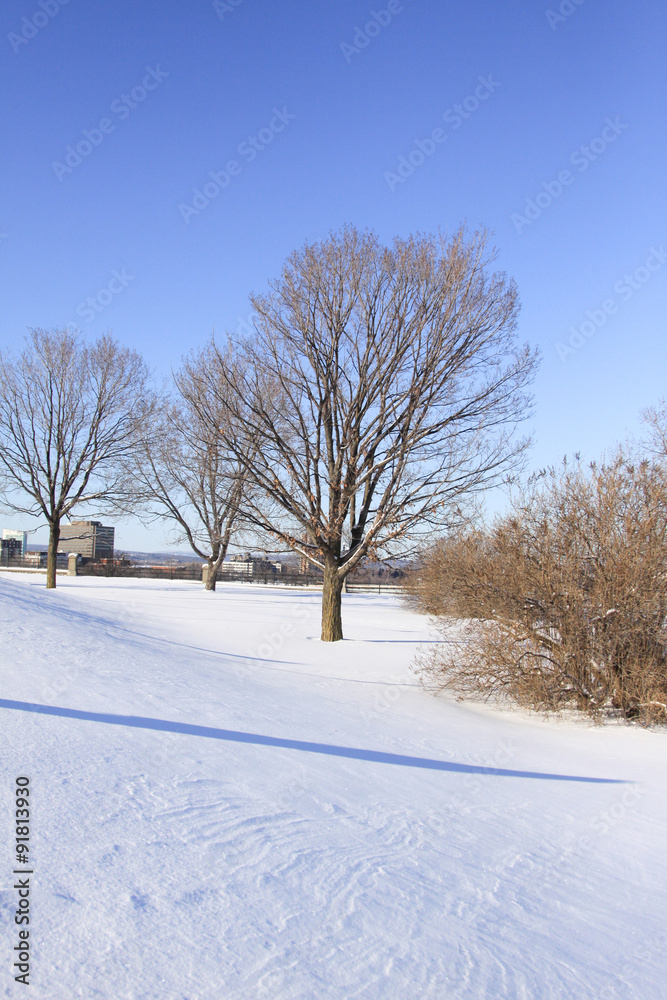 tree in the winter tree in the winter