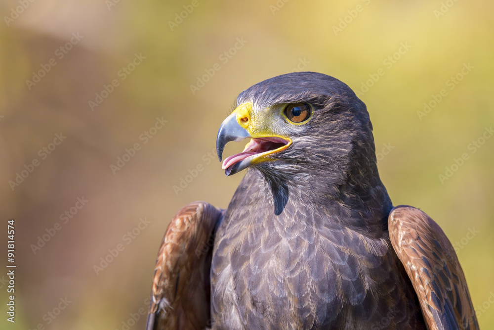 portrait of harris hawk on natural outdoor background portrait of harris hawk on natural outdoor background