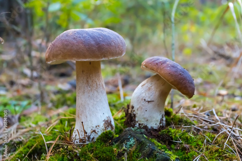 white mushroom pair in a forest
