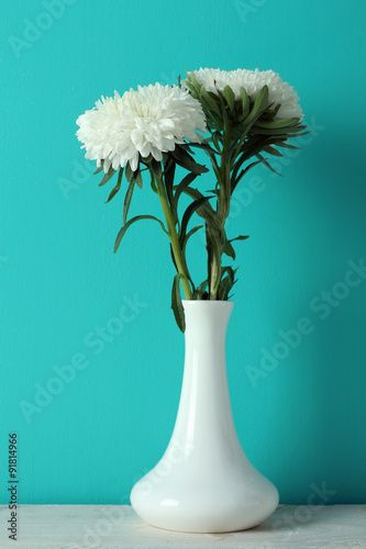 Astra in a vase on blue background