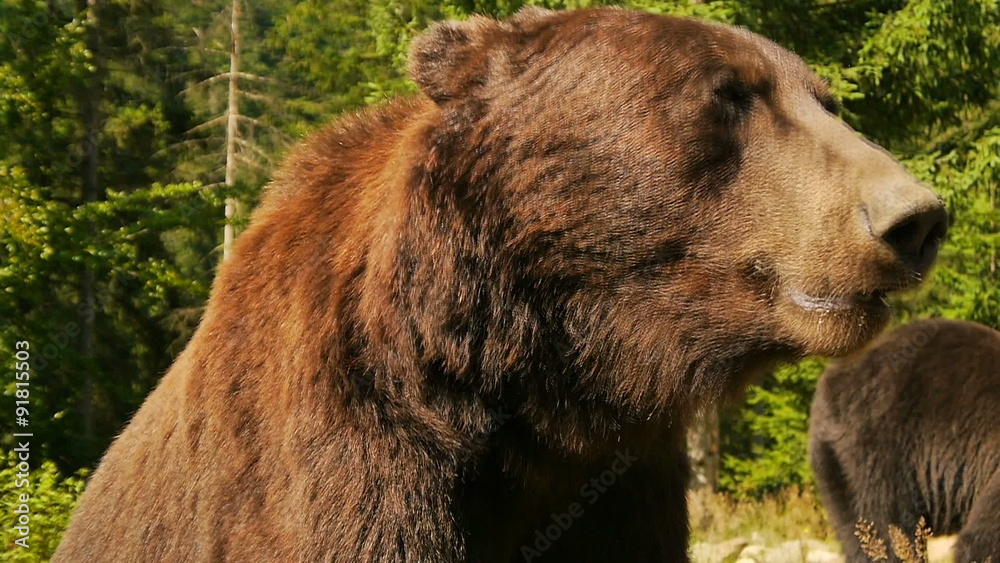 custom made wallpaper toronto digitalThe big brown bear close-up