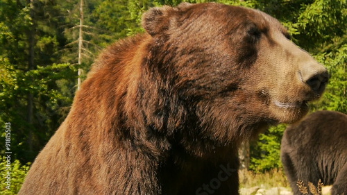 Wallpaper Mural The big brown bear close-up Torontodigital.ca