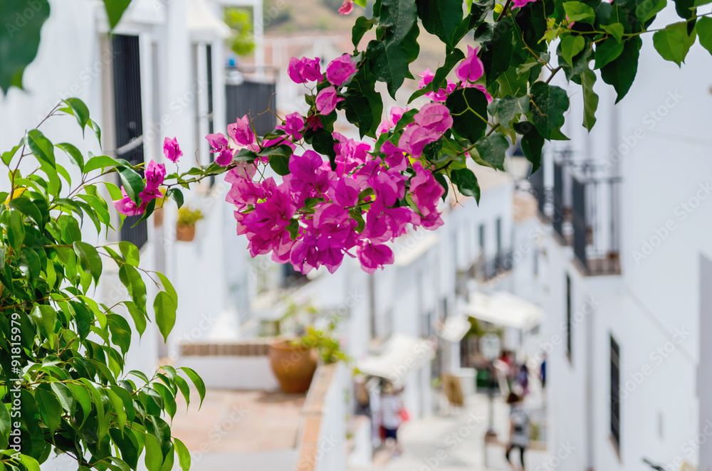 Fototapeta premium bougainvillea