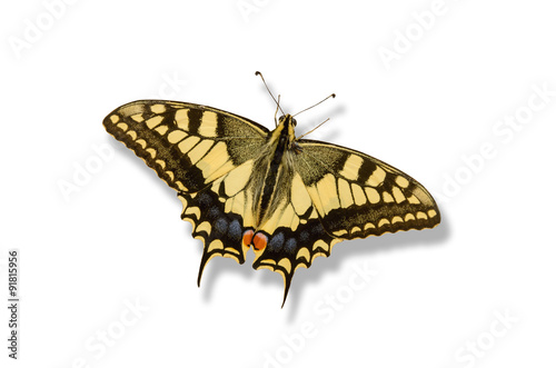 Swallowtail butterfly shadow