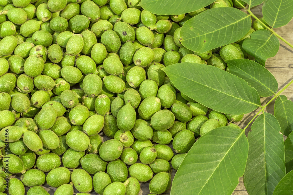 A lot green young walnuts in husks with walnut leaves on wooden A lot green young walnuts in husks with walnut leaves on wooden