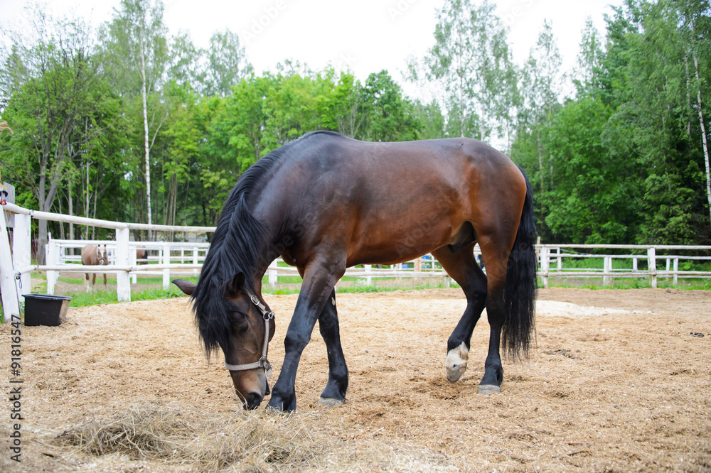Beautiful Horse in a cage, like a thoroughbred racehorse, close-up. Bay stallion, walking horses. The sight of a horse. Beautiful Horse in a cage, like a thoroughbred racehorse, close-up. Bay stallion, walking horses. The sight of a horse.